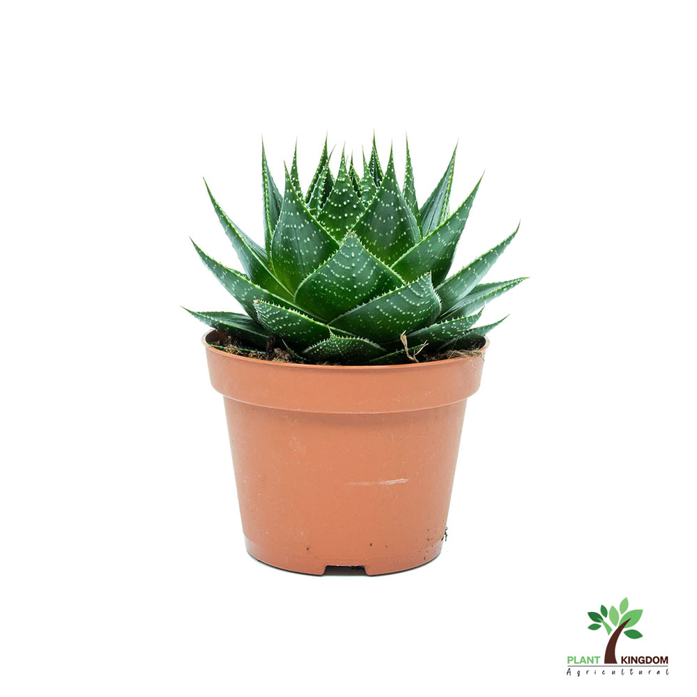 Aloe Aristata  Tiki Tahi  Cactus And Succulents - Plant Kingdom UAE