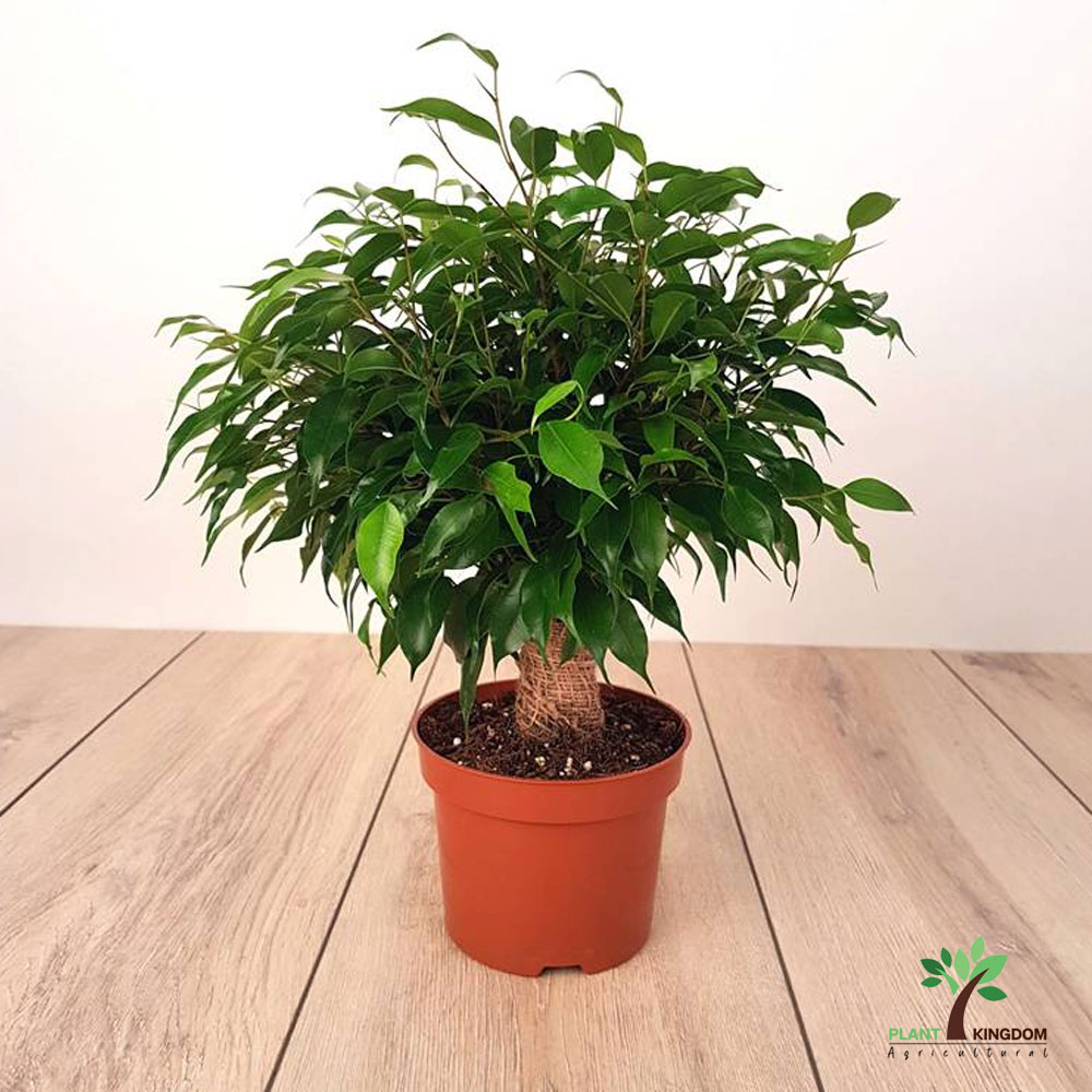 Ficus Benjamina Green Kinky - Dwarf Weeping Fig