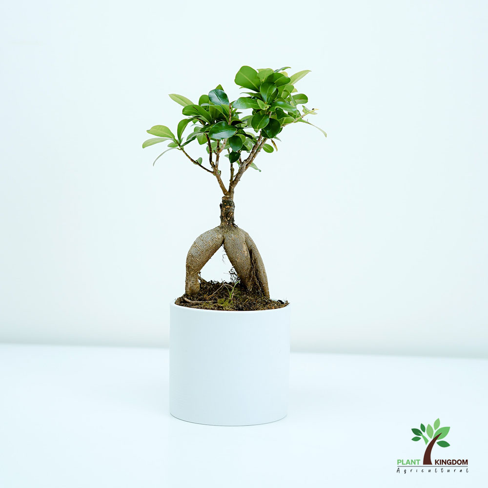 Ginseng Bonsai – Bonsai Plants - Plant Kingdom UAE