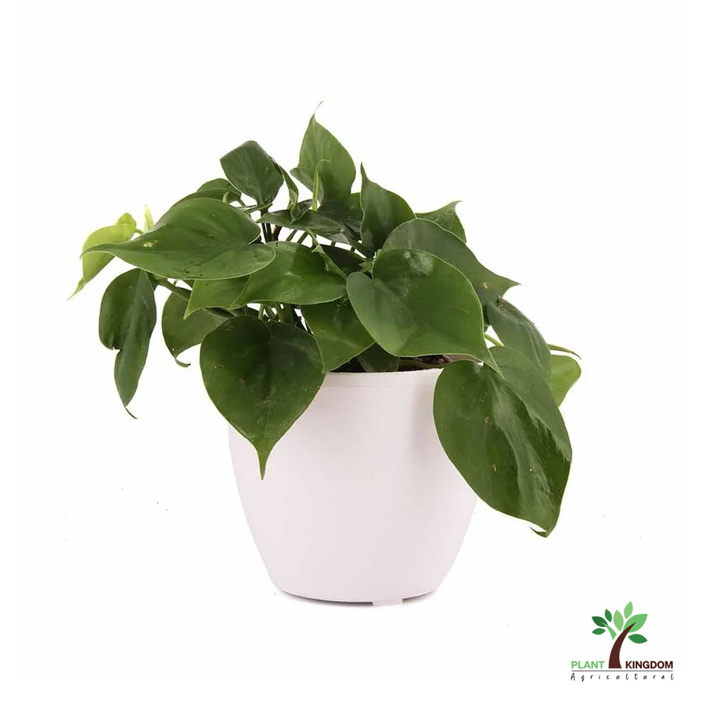 Philodendron Small-air purifying indoor plant - Plant Kingdom UAE