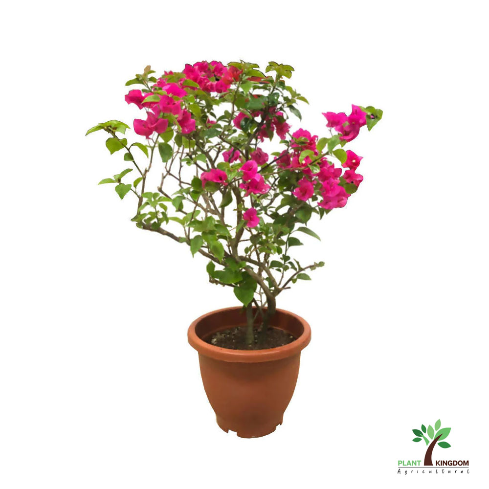 Bougainvillea-Paper Flower Plant - Plant Kingdom UAE