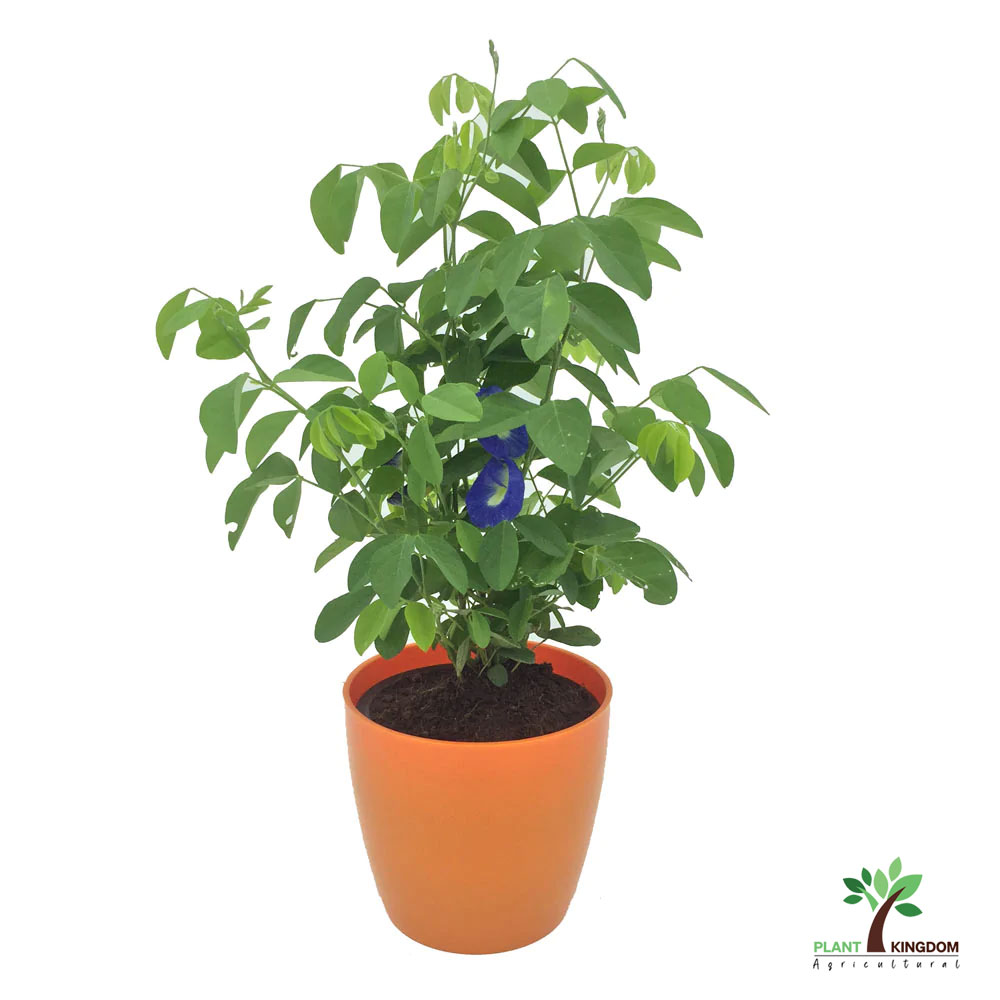 Clitoria plant deals