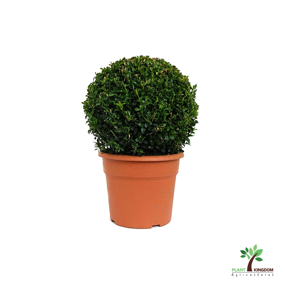 Ehretia Microphylla Ball shape - Plant Kingdom UAE