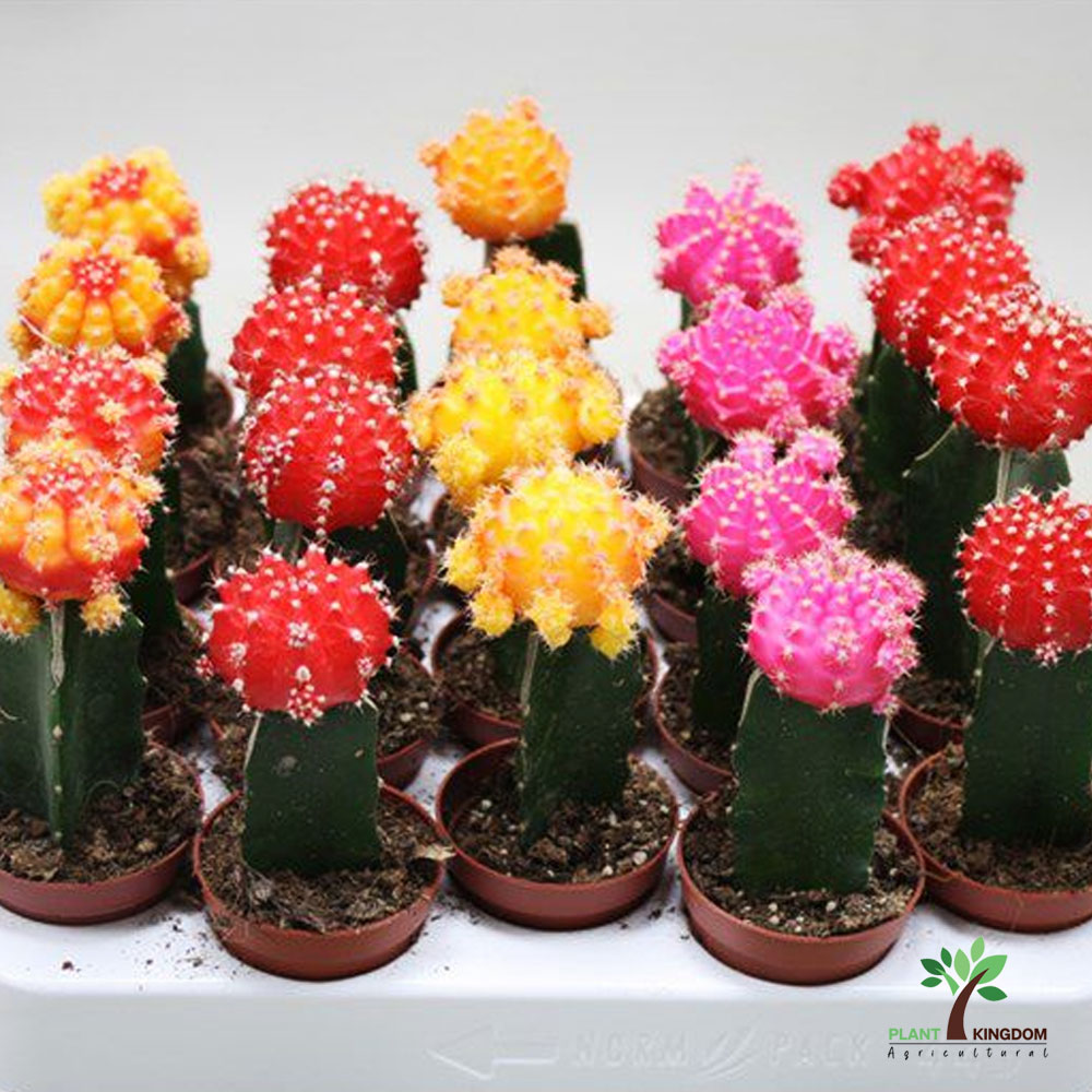 Gymnocalycium Mix - Plant Kingdom UAE