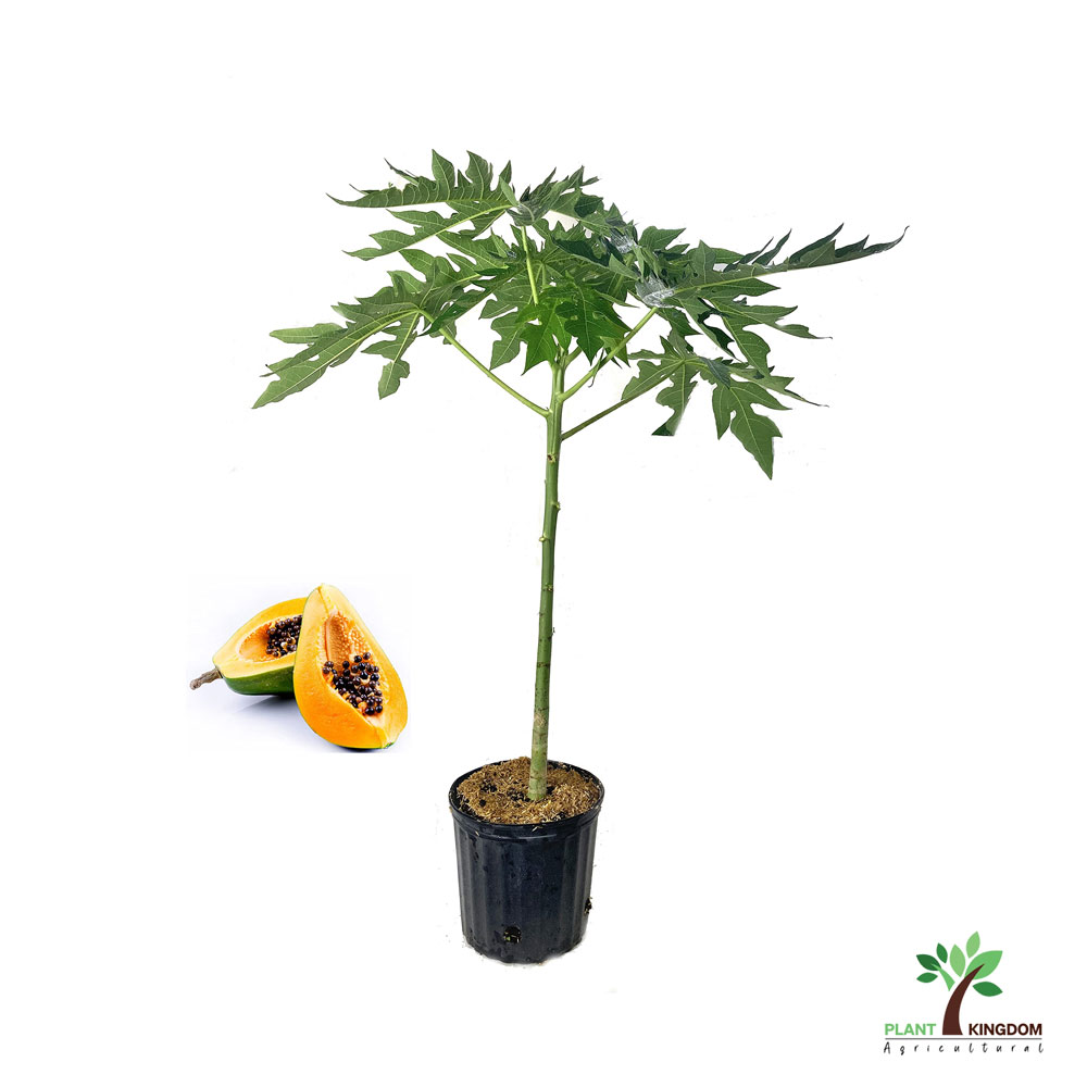 Papaya - Plant Kingdom UAE