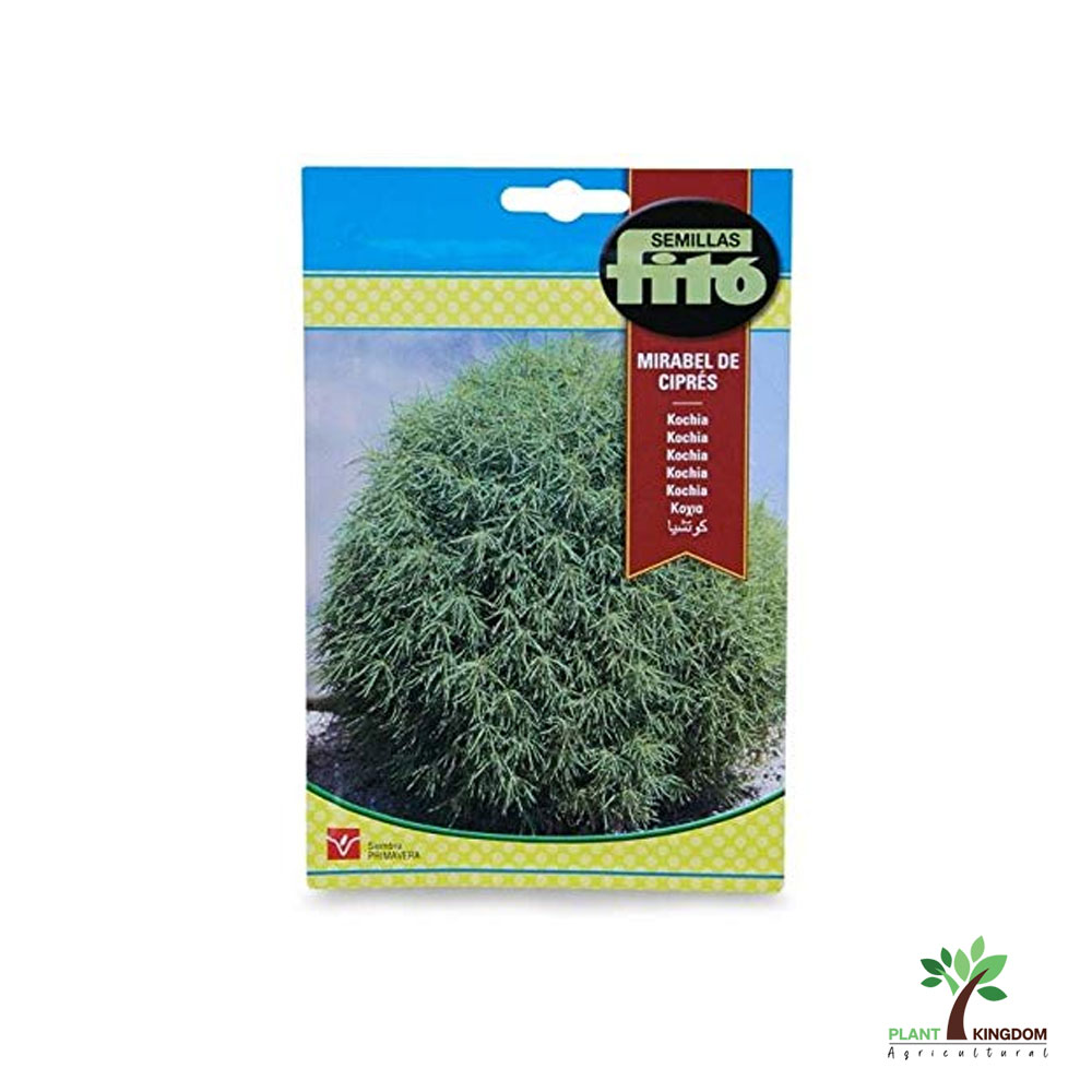 cinnamon tree plant Cinnamon Spice Plant For Sale – Logee's Plants main image 1